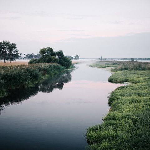 Blick über die Gülper Havel im Nebel