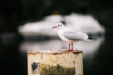 Möwe am Pier in Brandenburg an der Havel