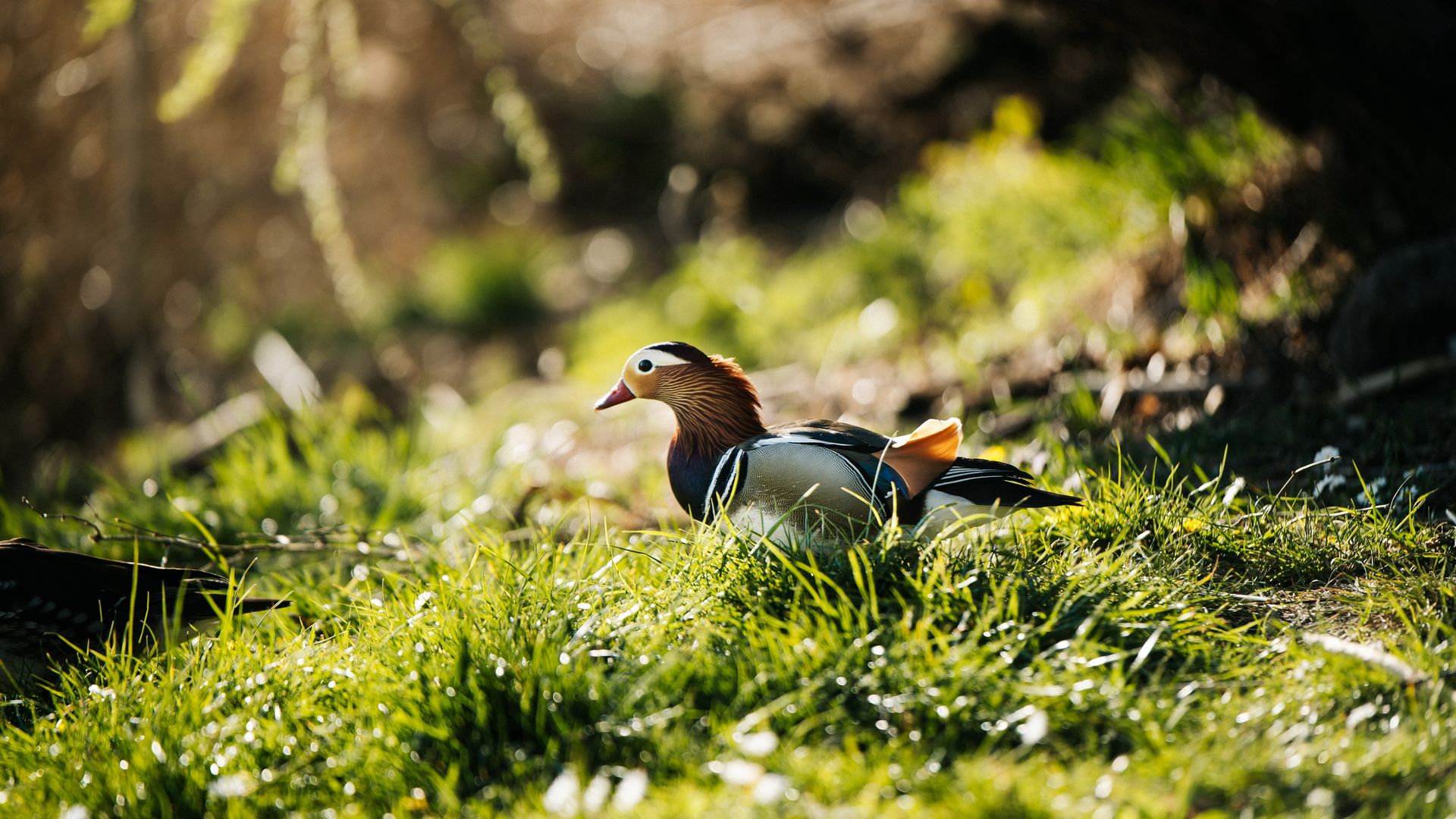 Mandarinente im hohen Gras am Ufer