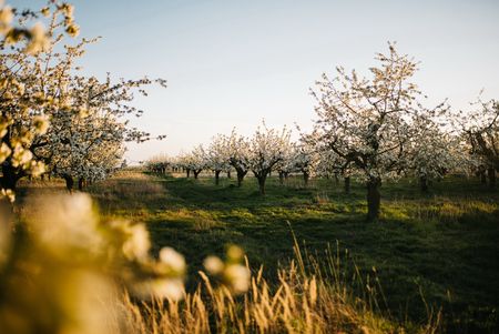 Baumblüte auf einer Apfelplantage in Werder (Havel)