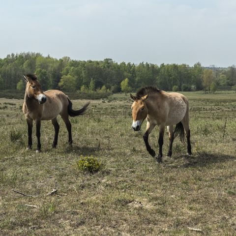Przewalski-Pferde in der Döberitzer Heide