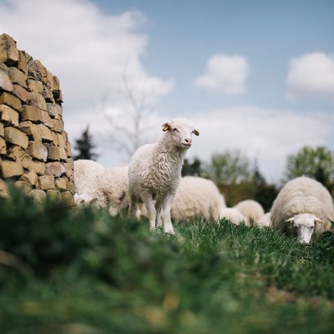 Lamm im Ausguck auf dem Skuddenhof Weseram