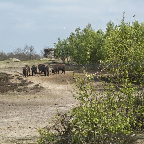 Wisente in der Döberitzer Heide