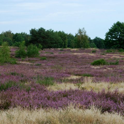 Lila Heidekraut in der Döberitzer Heide