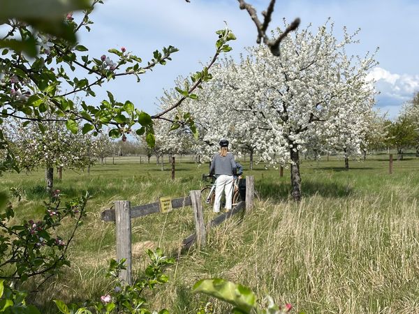 Weiße Baumblüte im Havelland