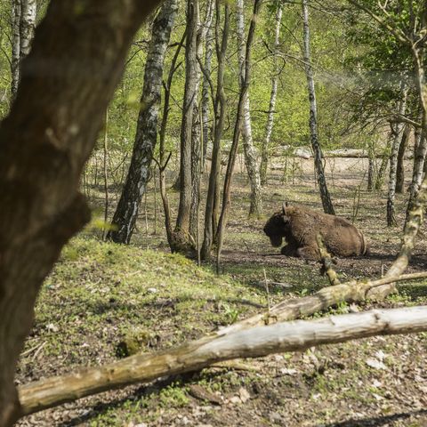 Liegendes Wisent in der Döberitzer Heide